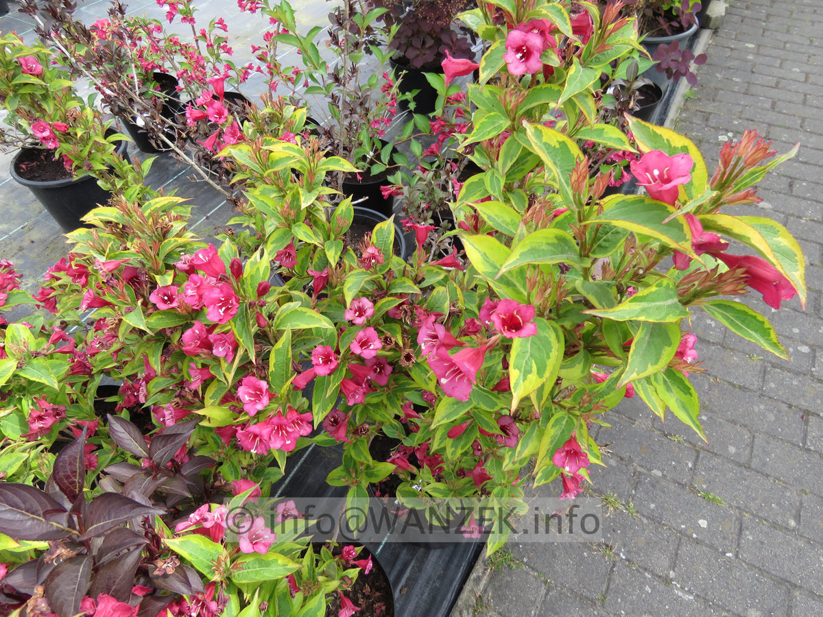 Weigela florida Moulin Rouge 02.JPG
